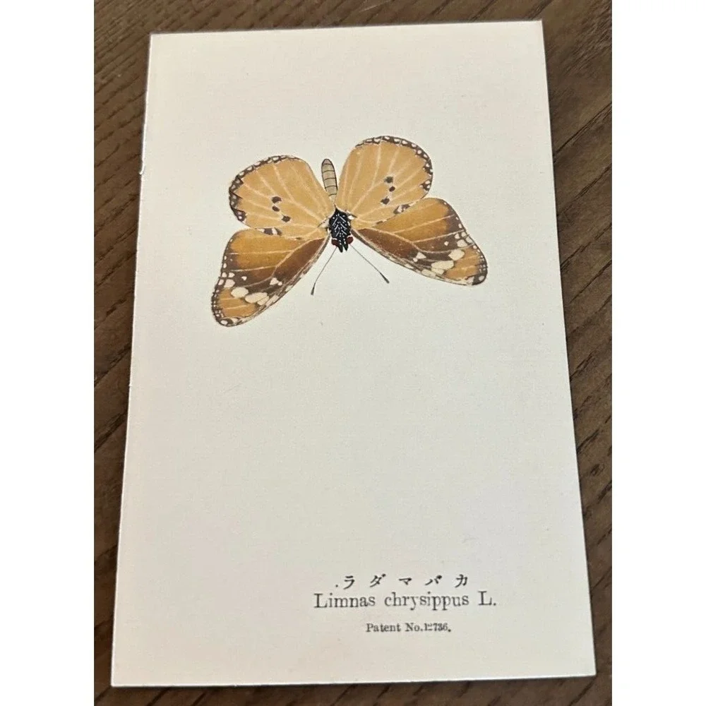 Antiq REAL Butterfly Limnas Chrysippus Latin Nawa Entomology Japan 1910 Postcard
